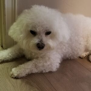 Meet your Posher, Clara